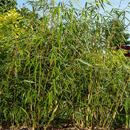 fargesia robusta -wolong
